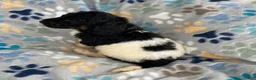 Standard Poodle dogs for sale: Zoey - Ad 11