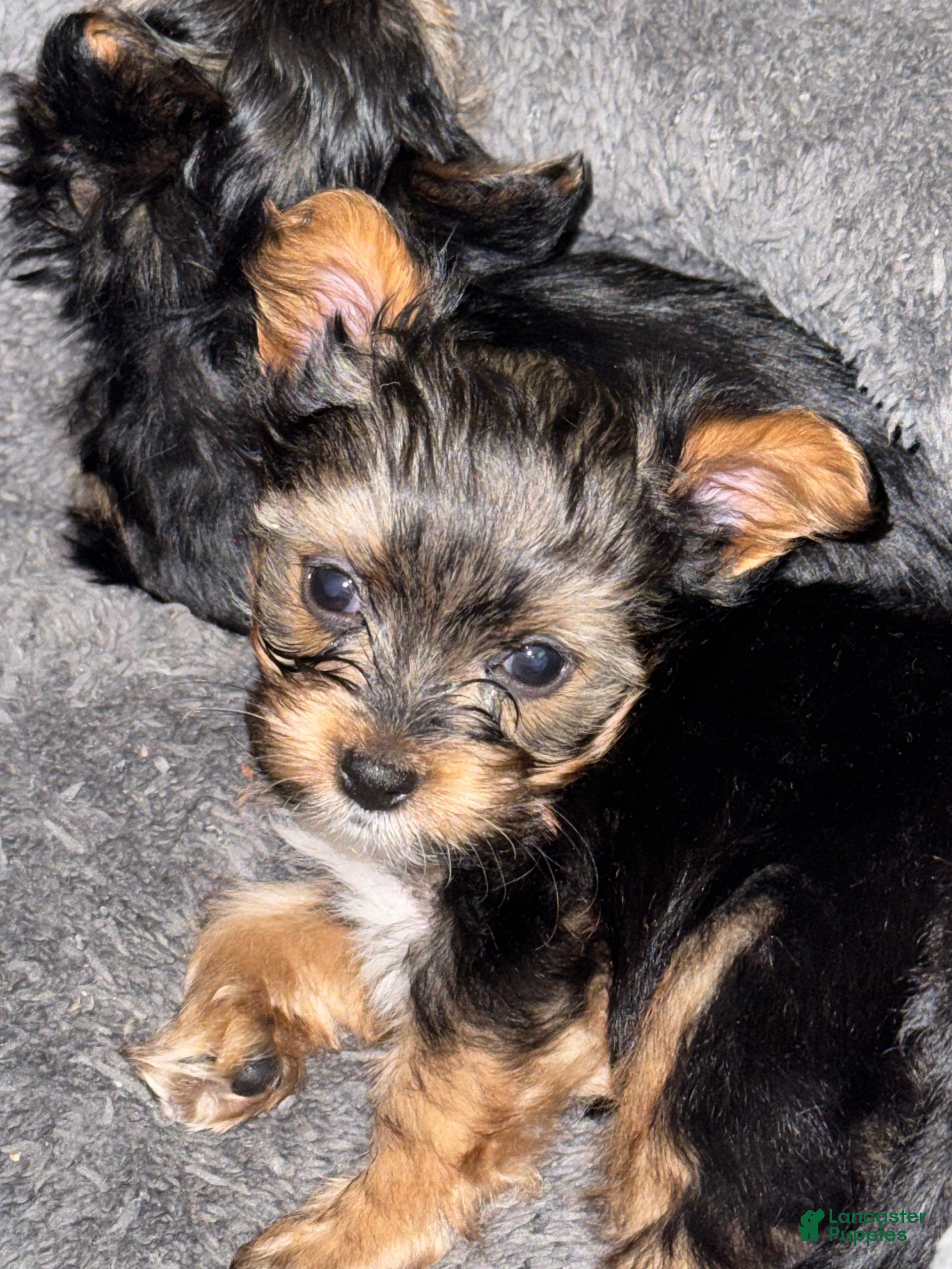 Yorkshire Terrier dogs Princess - Ad 7