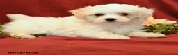 Maltipoo dogs for sale: Bailey - Ad 2