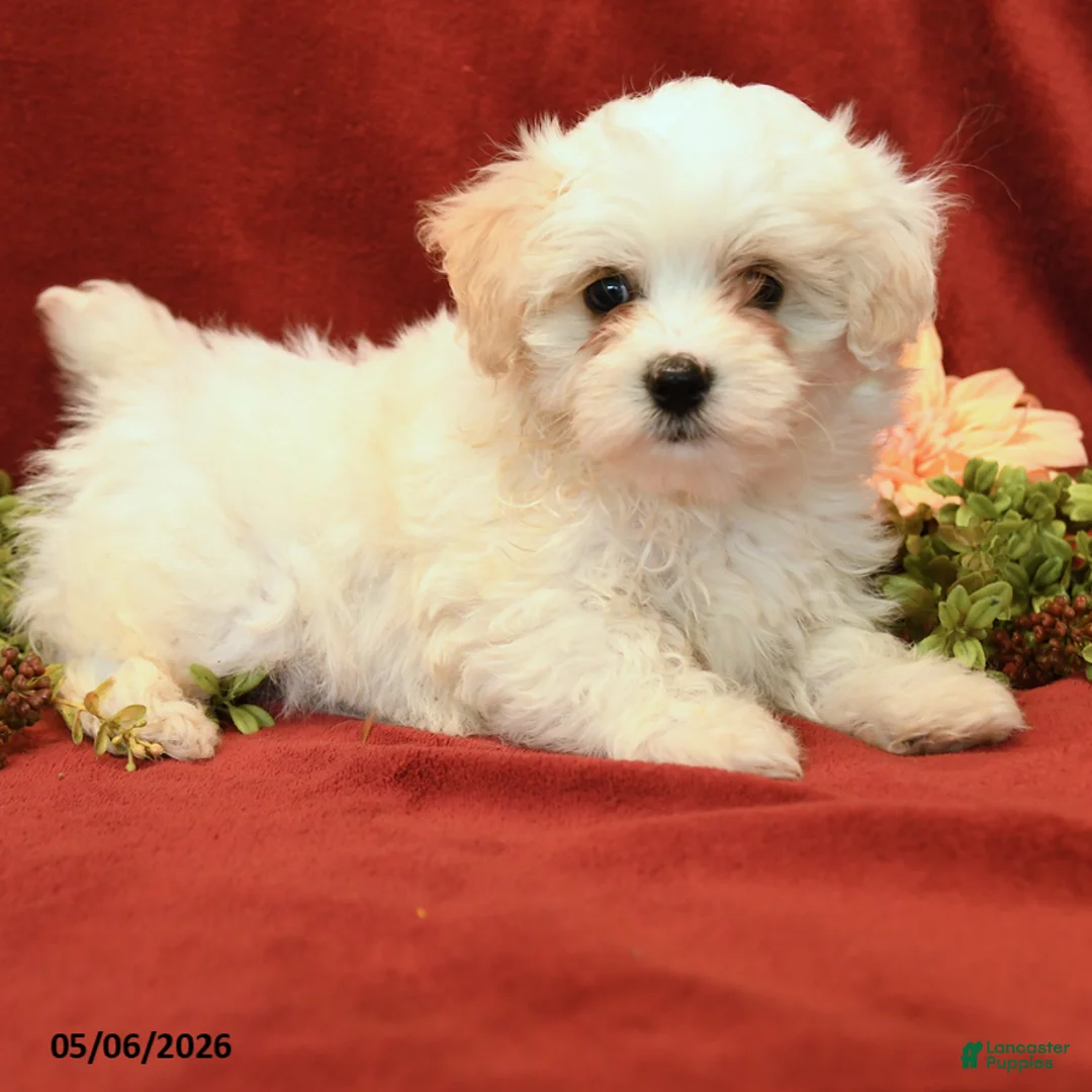 Maltipoo dogs for sale: Bailey - Ad 2