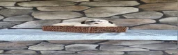 Shihpoo dogs for sale: Bailey - Ad 15