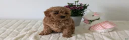 Mini Goldendoodle dogs for sale: Lady - Ad 9