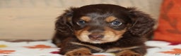 Miniature Dachshund dogs for sale: Terry  - Ad 20