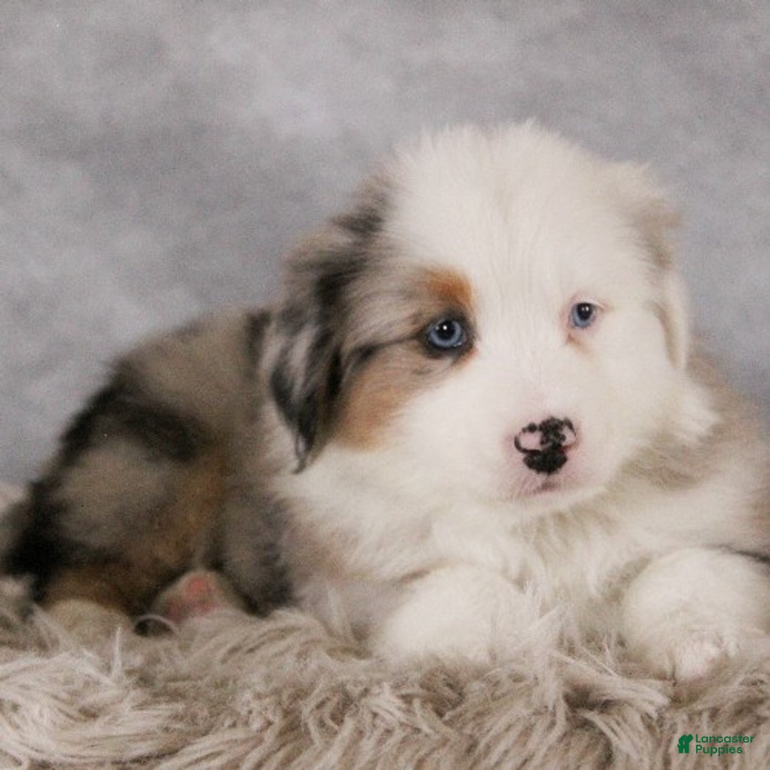 Australian Shepherd dogs for sale: Trixie - Ad 3