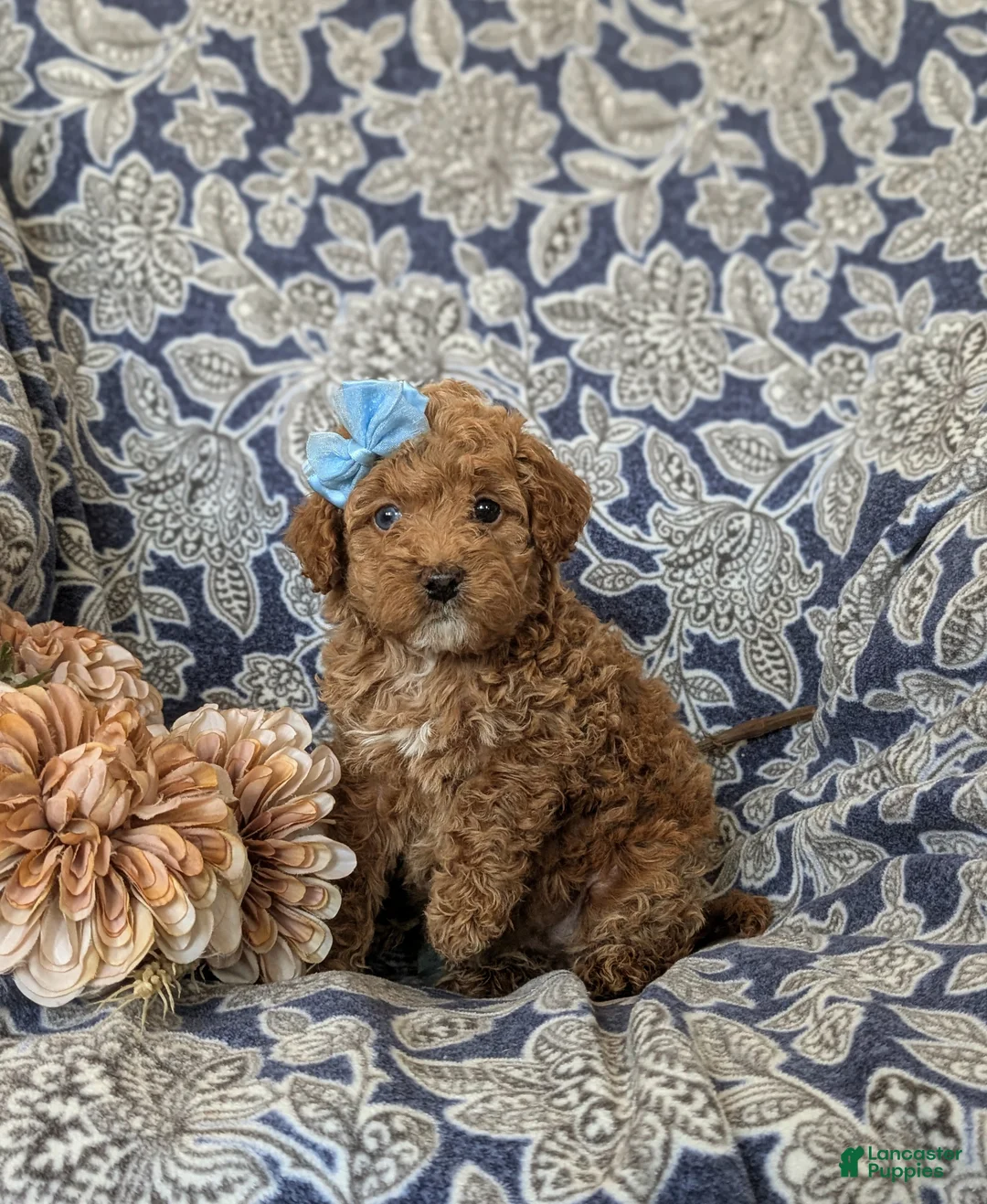 Cockapoo dogs for sale: Jemma Hypoallergenic - Ad 2