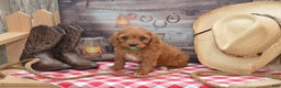 Cavapoo dogs for sale: Janson - Ad 4