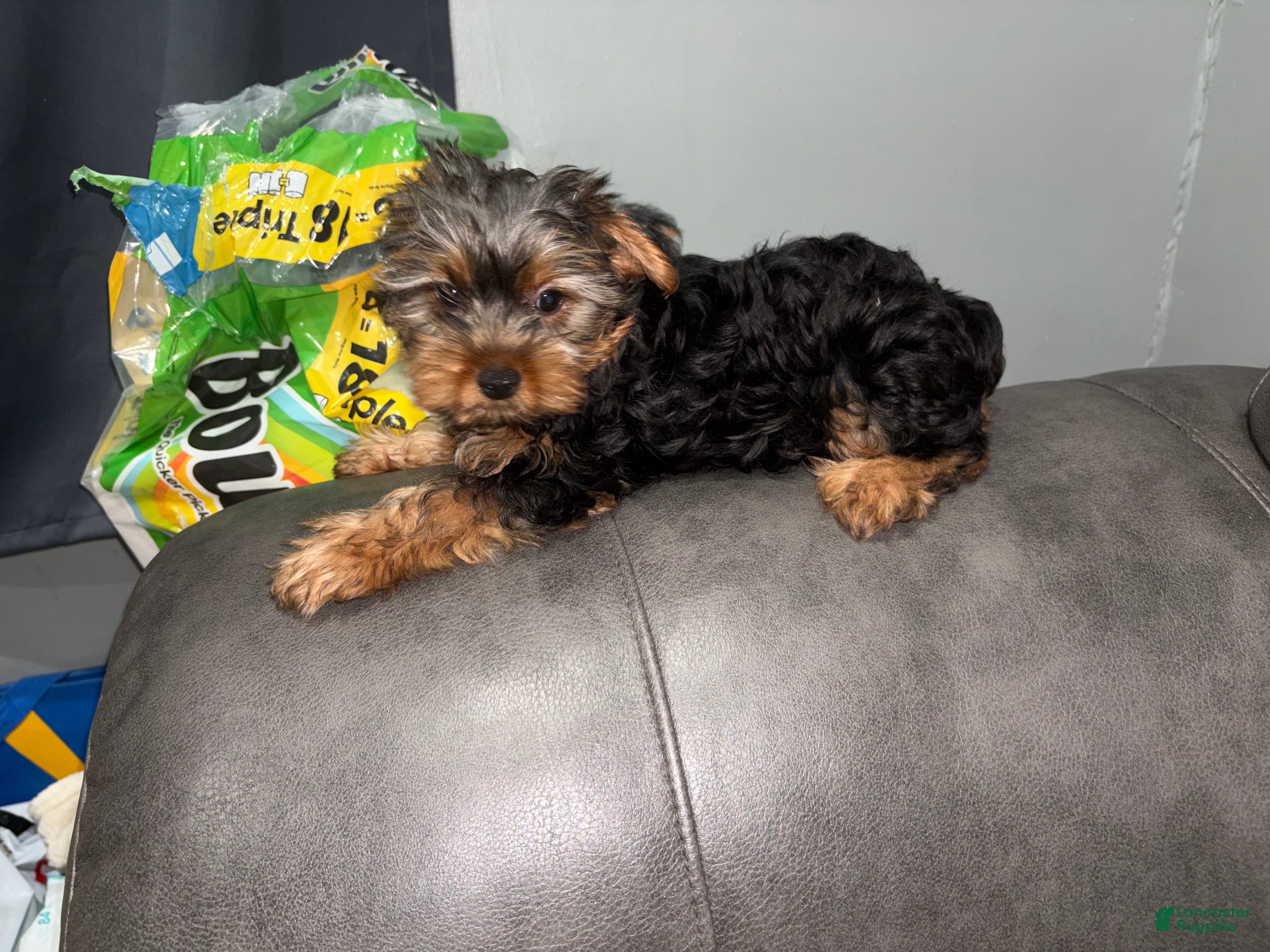 Yorkshire Terrier dogs for sale: muncy - Ad 1