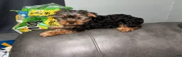 Yorkshire Terrier dogs for sale: muncy - Ad 1