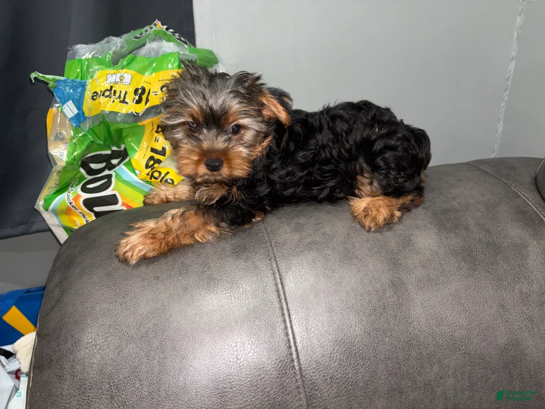 Yorkshire Terrier dogs for sale: muncy - Ad 1