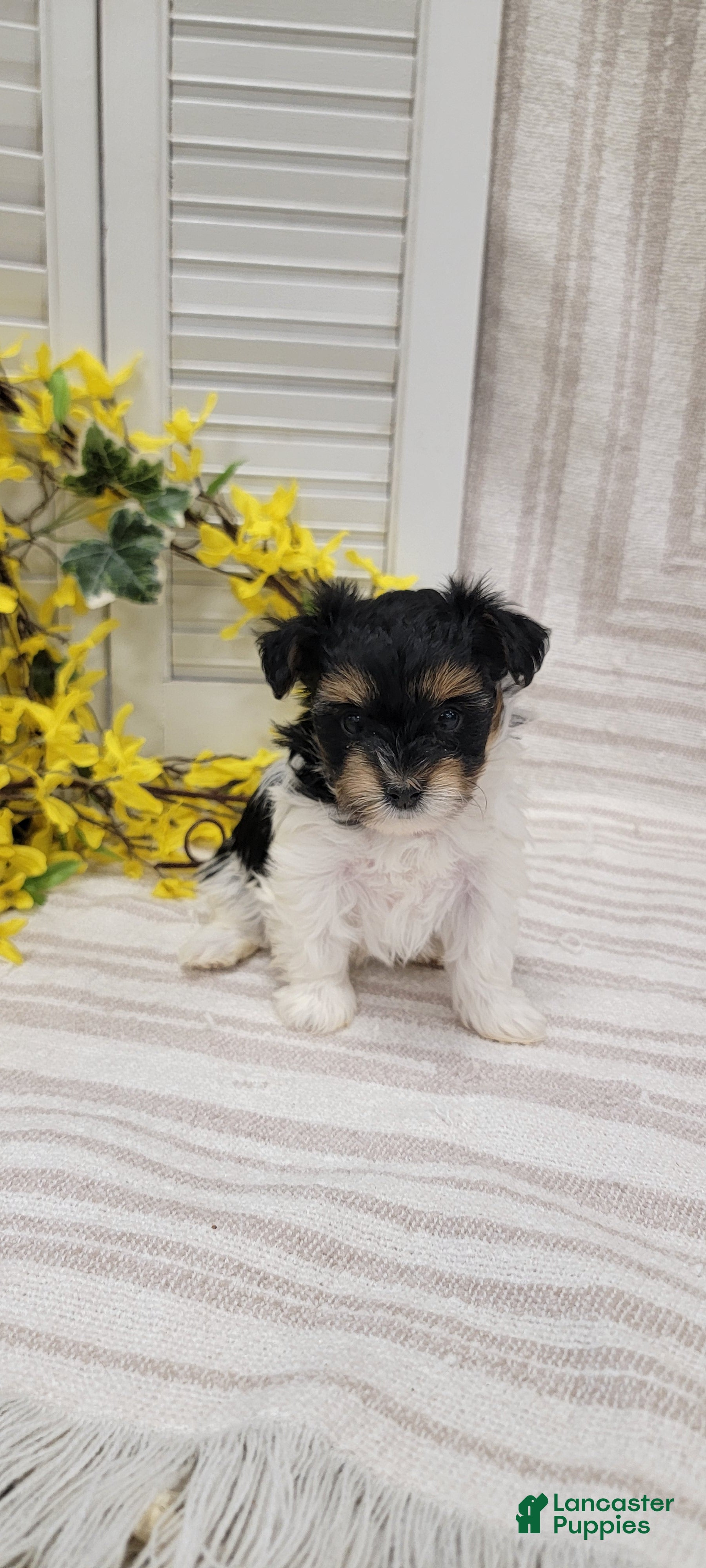 Yorkiepoo dogs for sale: Star - Ad 4