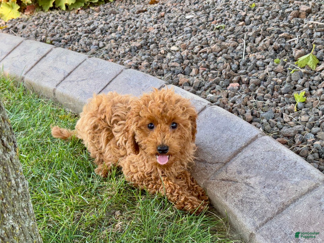 Cockapoo dogs for sale: Terry - Ad 13
