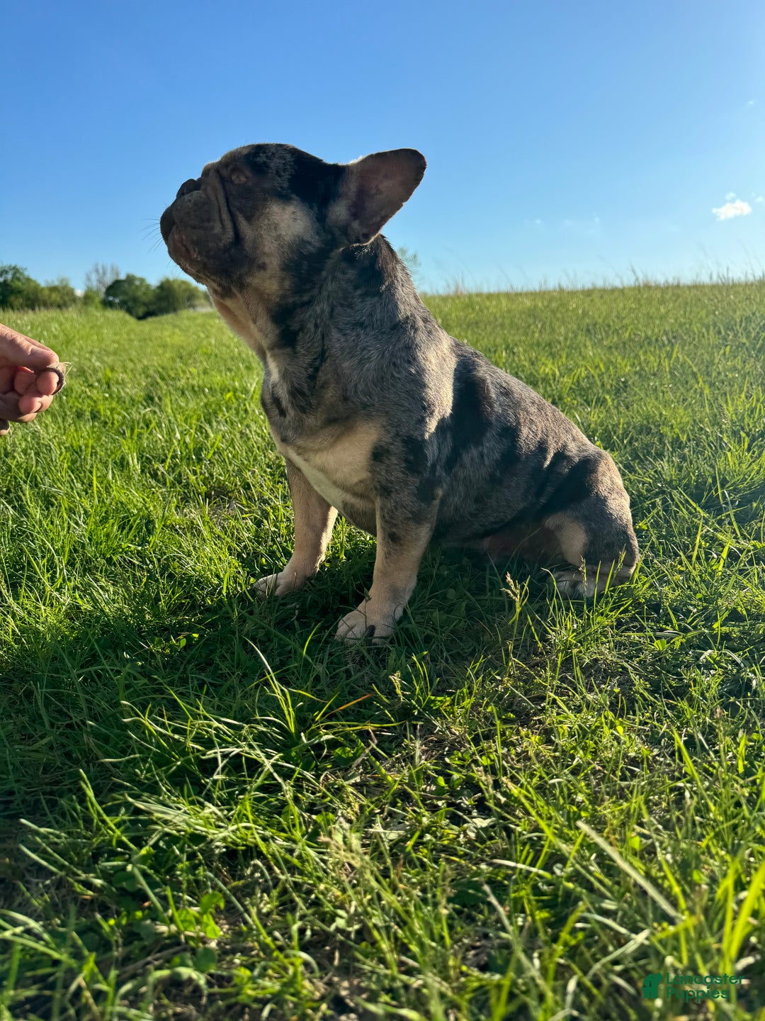 French Bulldog dogs for stud: Bruno  - Ad 3