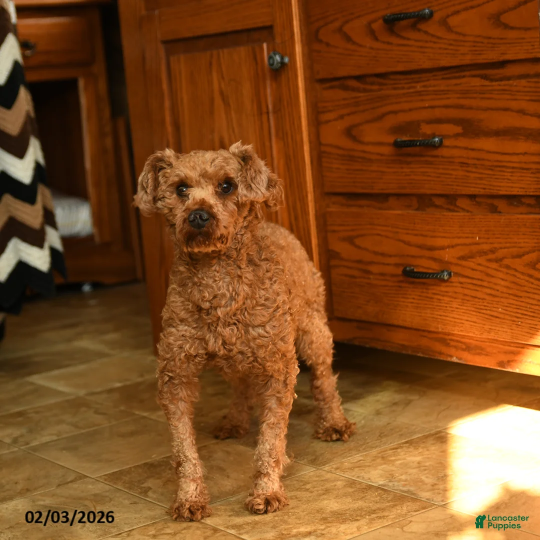Miniature Poodle dogs for sale: Annie - Ad 7