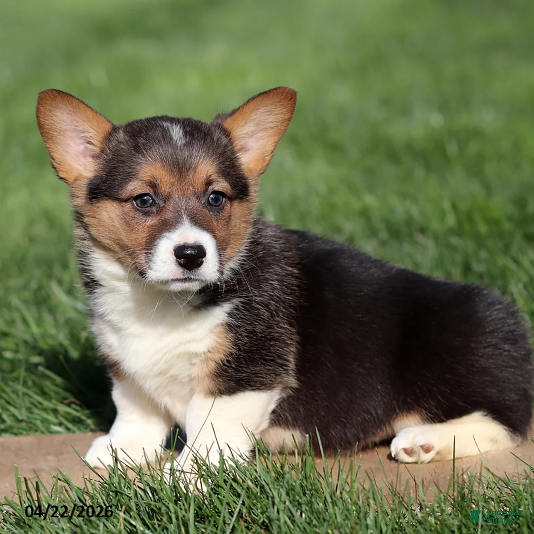 Welsh Corgi Pembroke dogs for sale: Misty - Ad 1