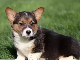 Welsh Corgi Pembroke dogs for sale: Misty - Ad 3