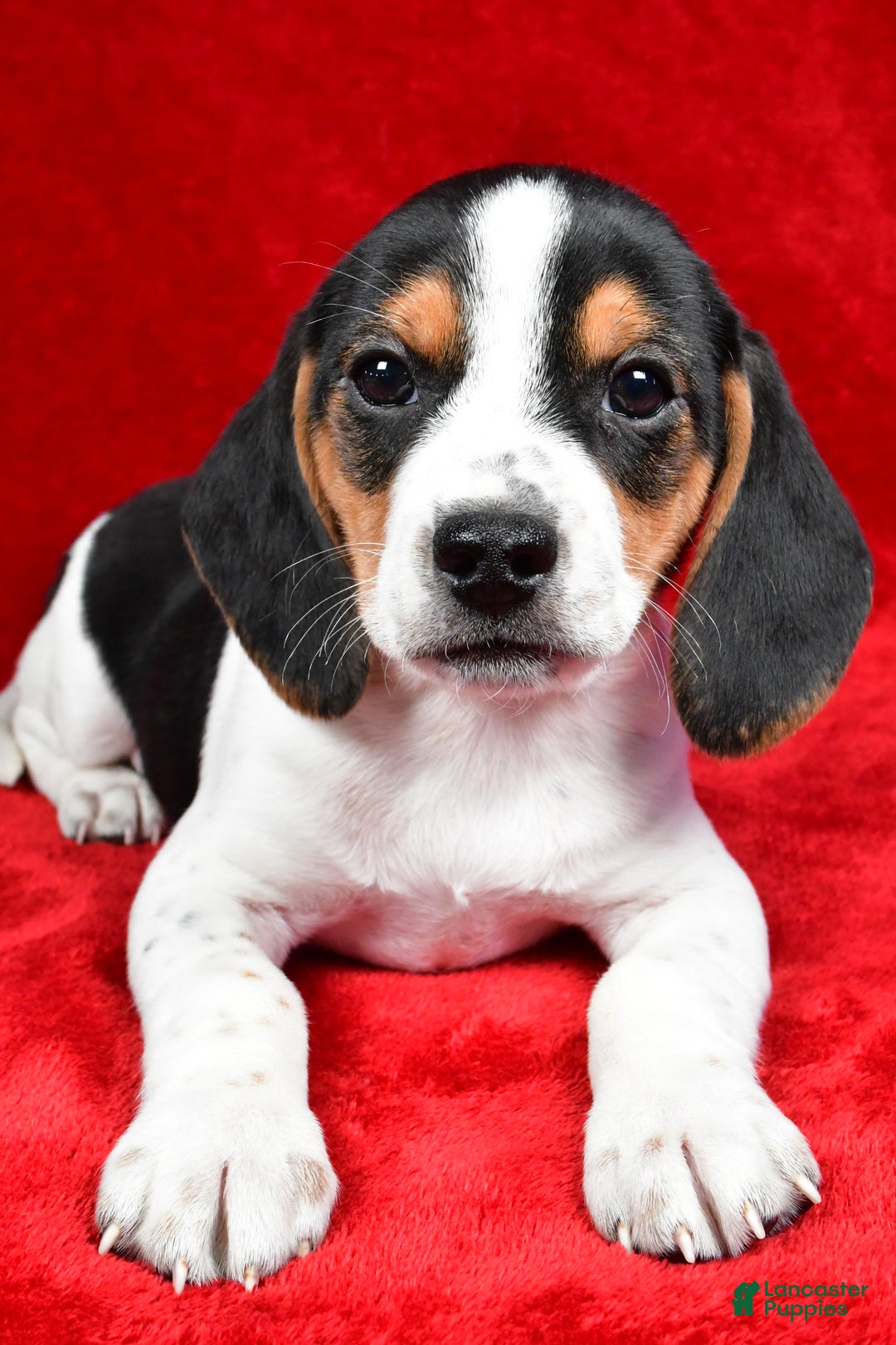 Beagle dogs for sale: Allen - Ad 9