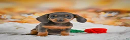 Miniature Dachshund dogs for sale: Dory - Ad 17