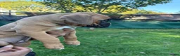 Boxer dogs for sale: Munich - Ad 12