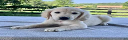 Golden Retriever dogs for sale: Oakley - Ad 3