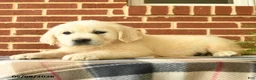 Golden Retriever dogs for sale: Penelope - Ad 4