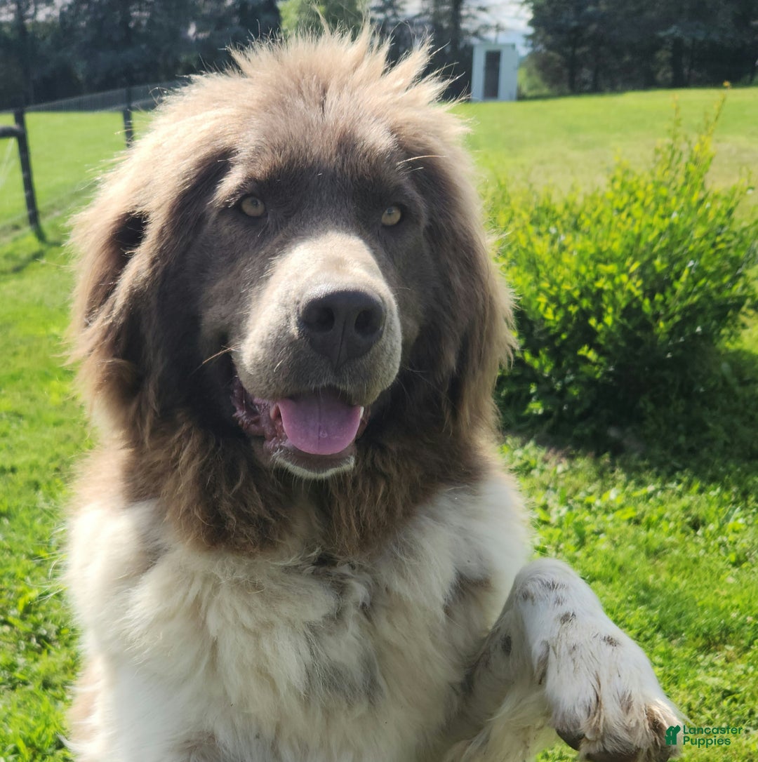Newfoundland dogs for sale: Bella - Ad 9