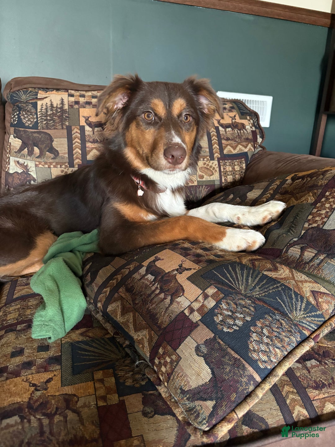Australian Shepherd dogs for sale: Lucy.  - Ad 5