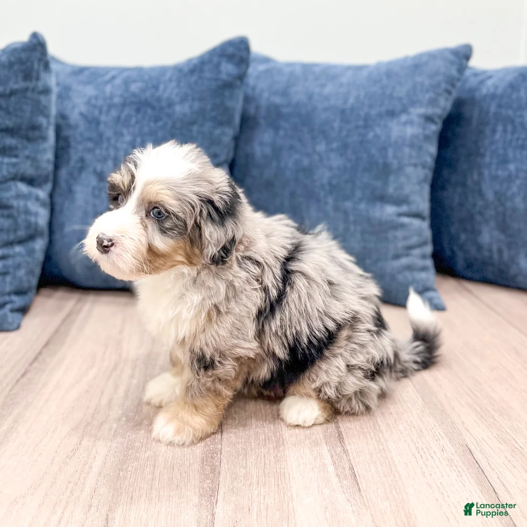 Mini Bernedoodle dogs for sale: Wesley - Ad 5