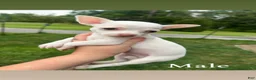 Chihuahua dogs for sale: Cloudy - Ad 3
