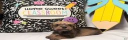 Mixed Breed dogs for sale: Wiggles  - Ad 3