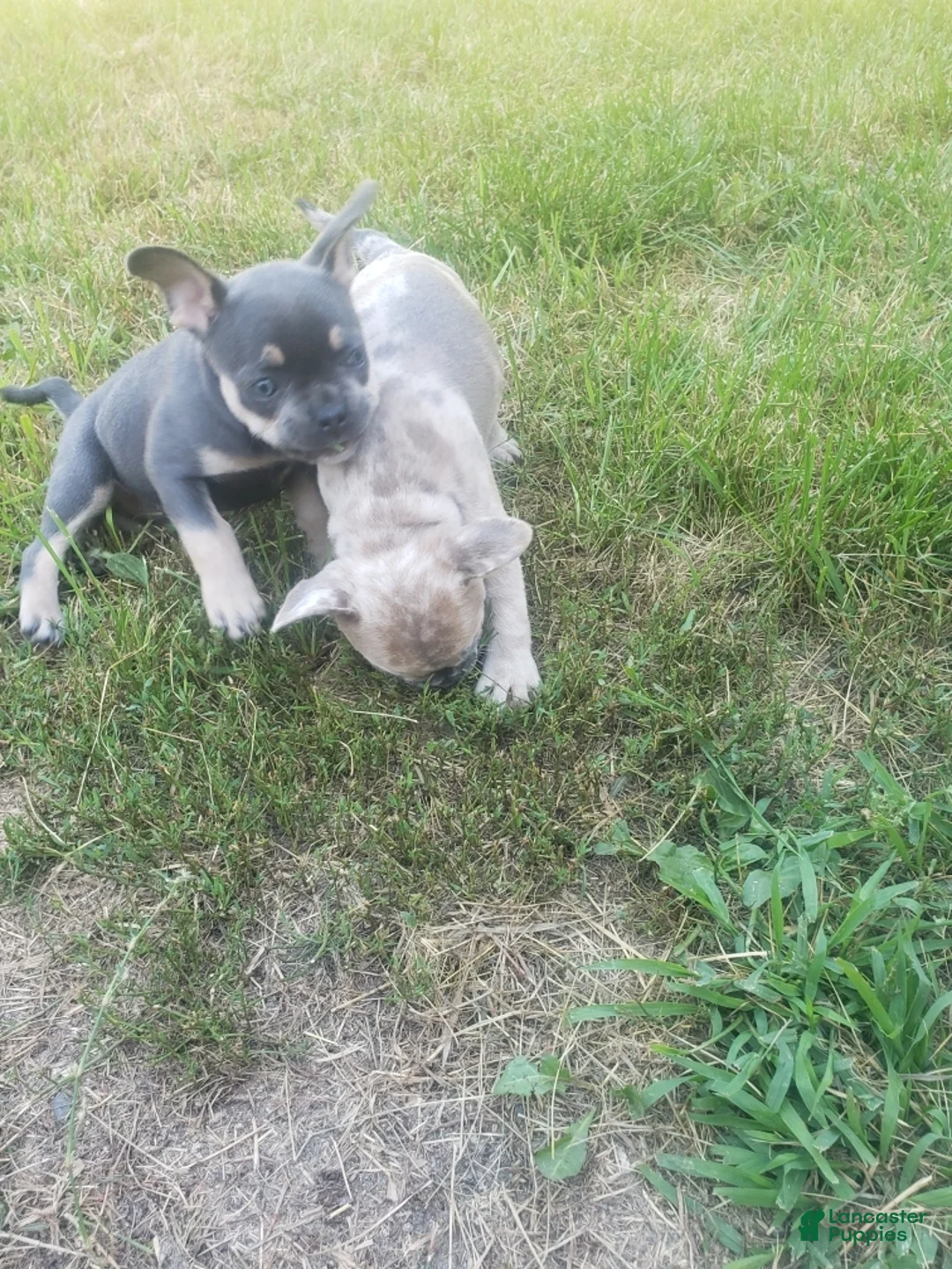 French Bulldog dogs for sale: Tinkerbell - Ad 1