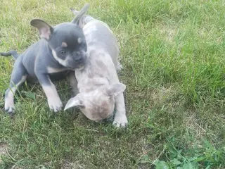 French Bulldog dogs Tinkerbell - Ad 18