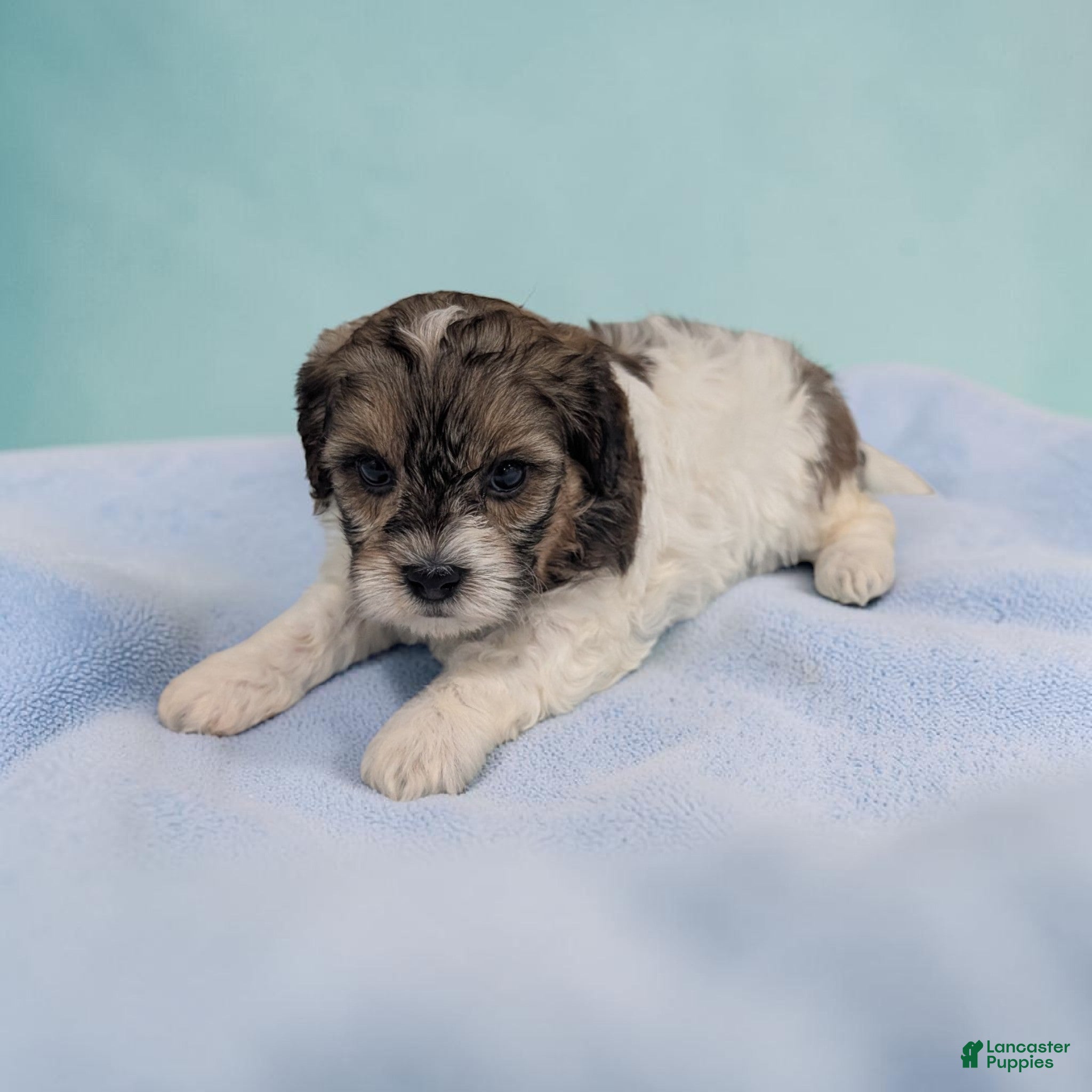 Shihpoo dogs Theo - Ad 2