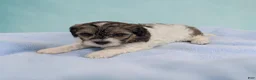 Shihpoo dogs for sale: Theo - Ad 2