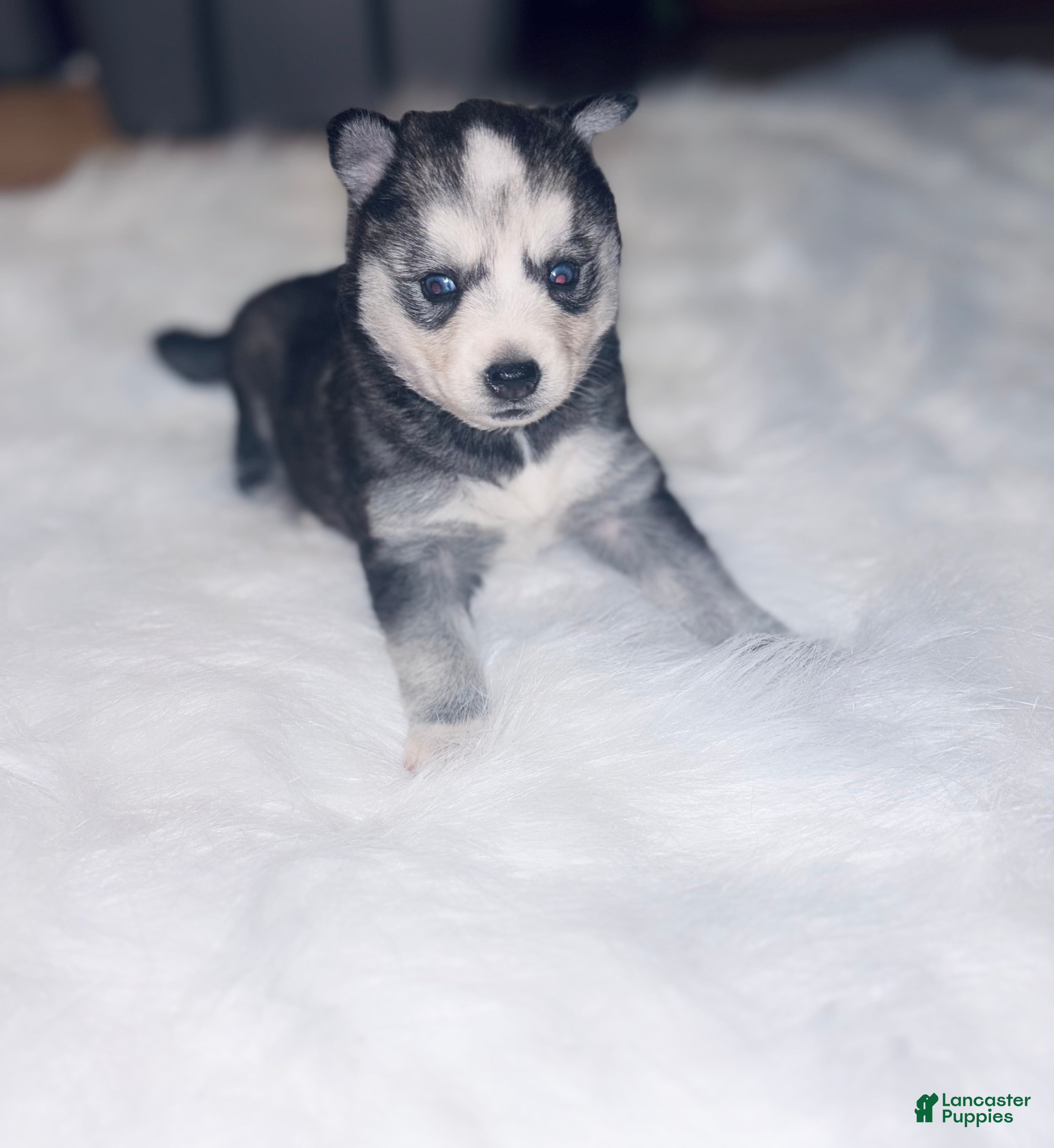 Pomsky dogs Jasmine - Ad 38