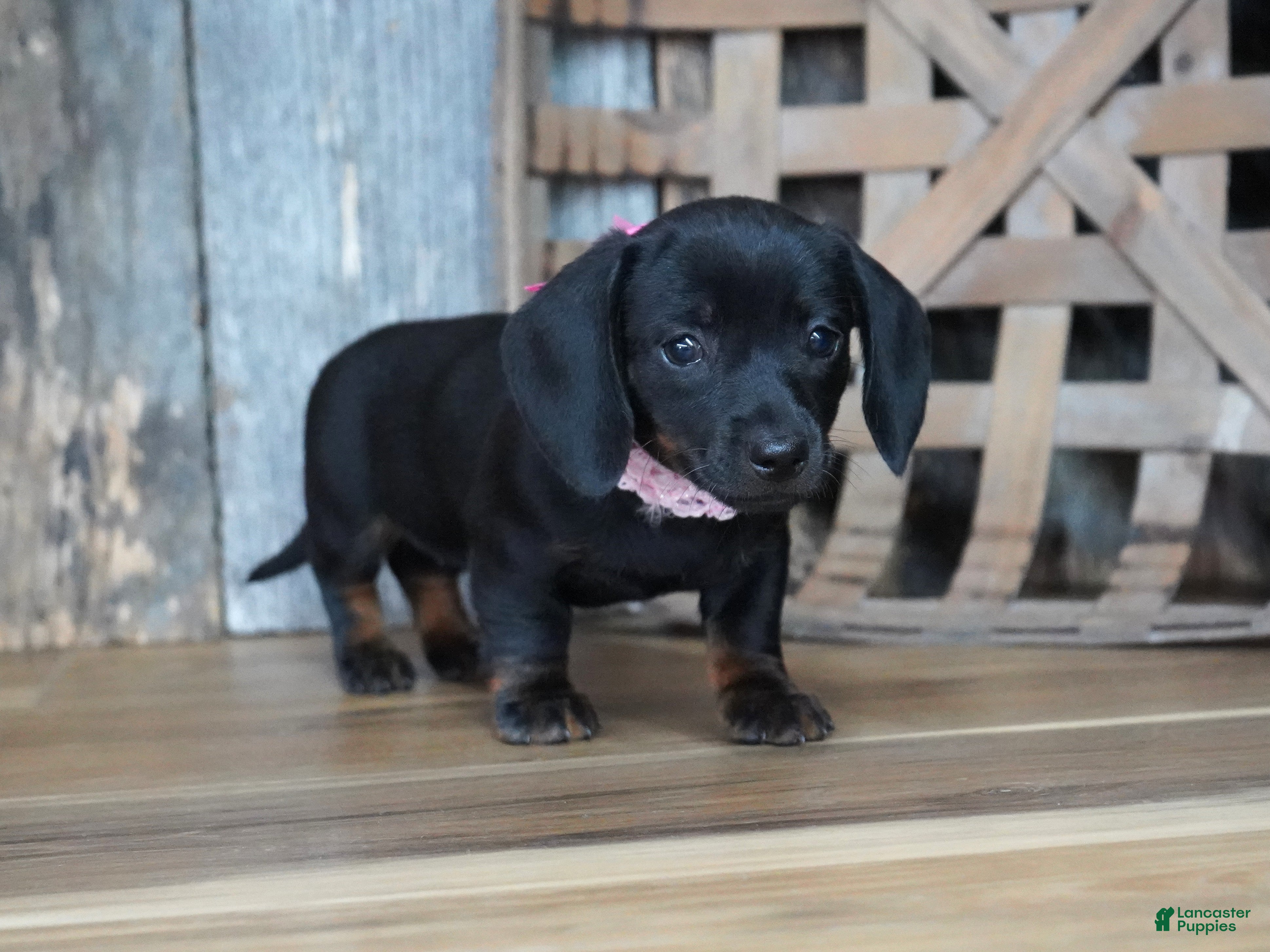Miniature Dachshund dogs for sale: Ally - Ad 5