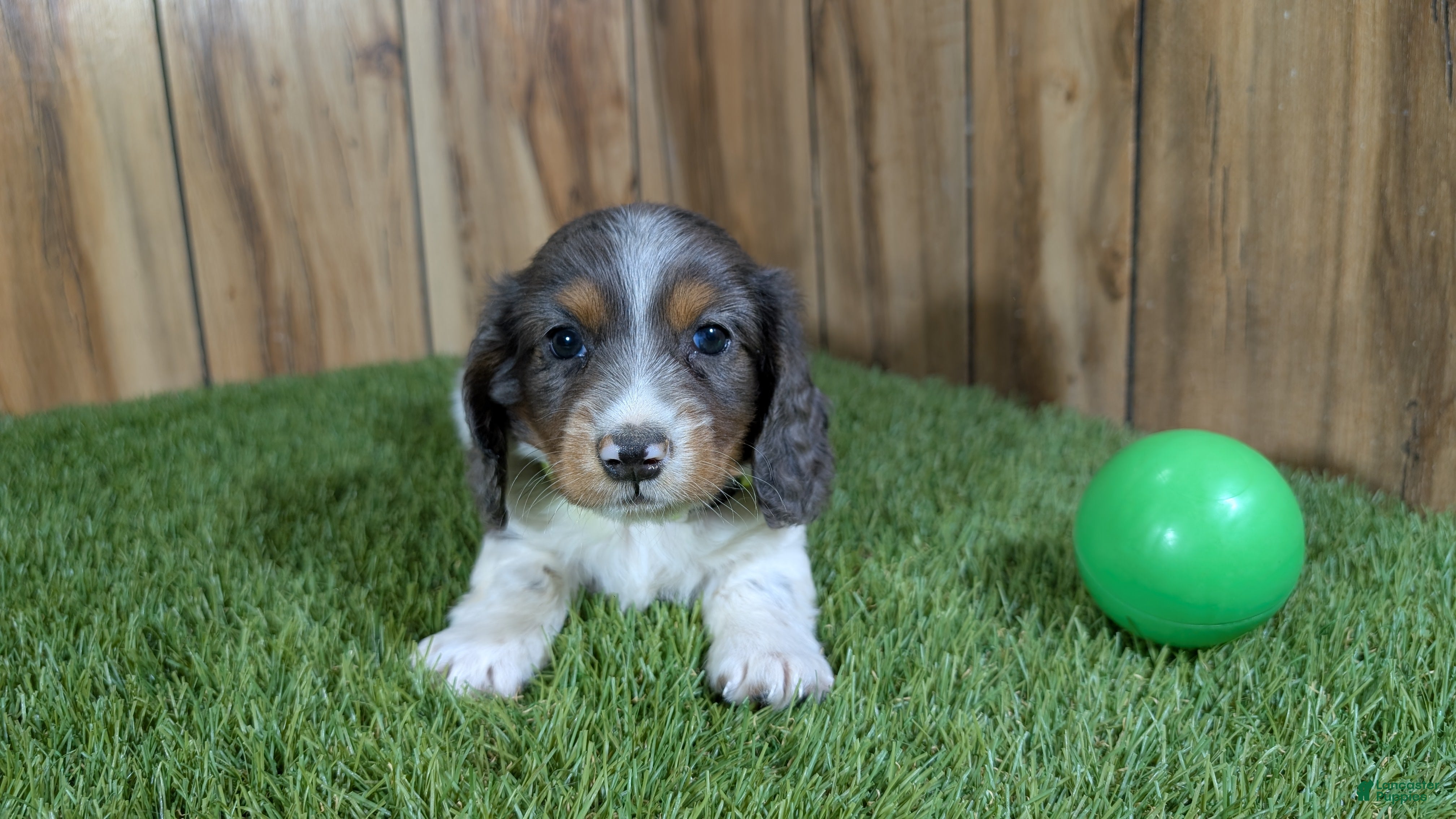 Miniature Dachshund dogs Pansy Boy - Ad 2