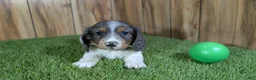 Miniature Dachshund dogs for sale: Pansy Boy - Ad 2