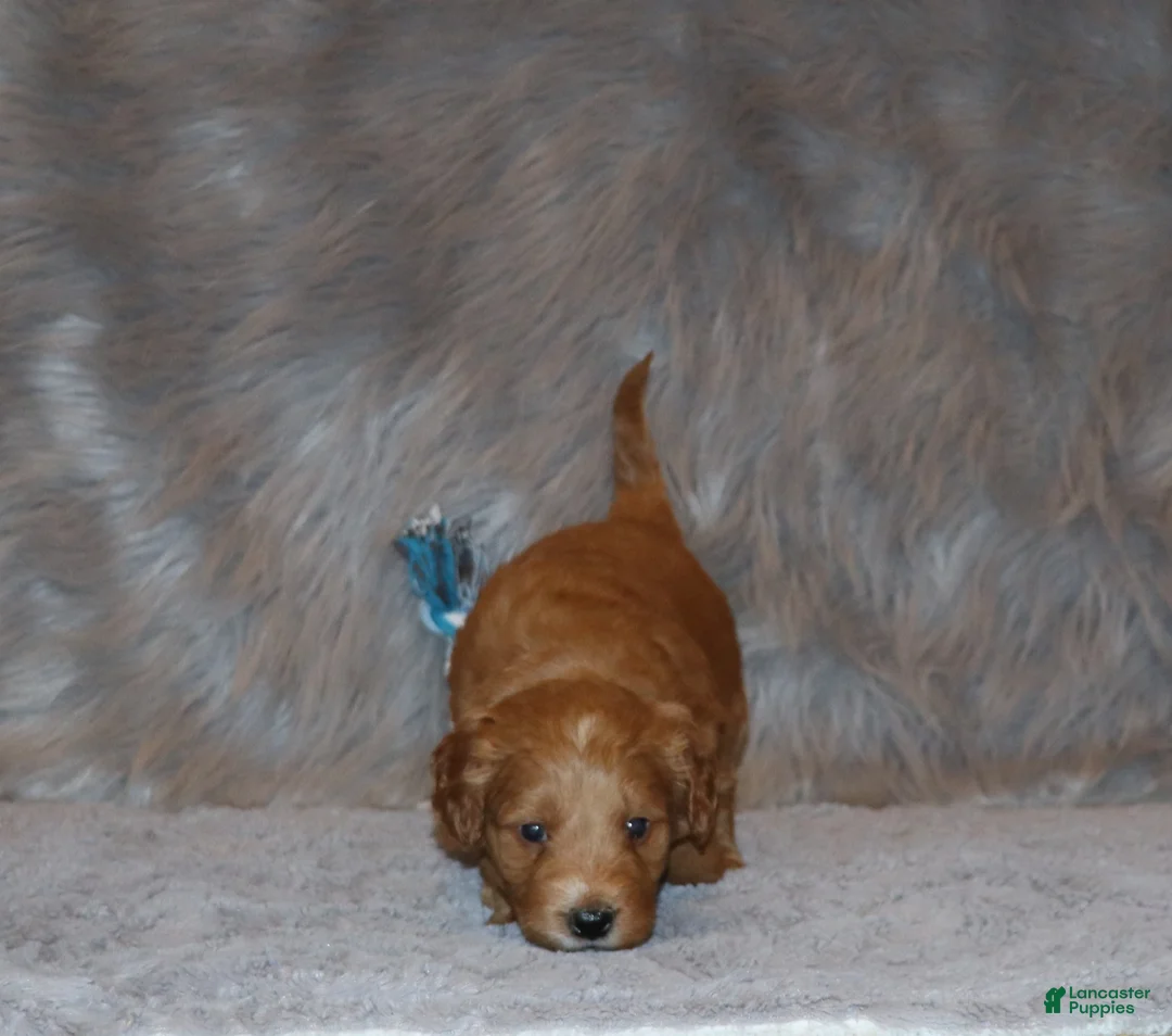 Mini Goldendoodle dogs for sale: Wyatt 💙 Genetic Clear Parents - Ad 12