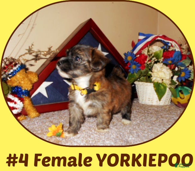 Yorkiepoo dogs Yorkiepoo 2 - Ad 14