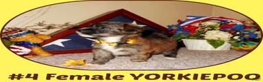 Yorkiepoo 2