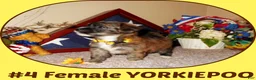Yorkiepoo dogs for sale: Yorkiepoo 2 - Ad 1