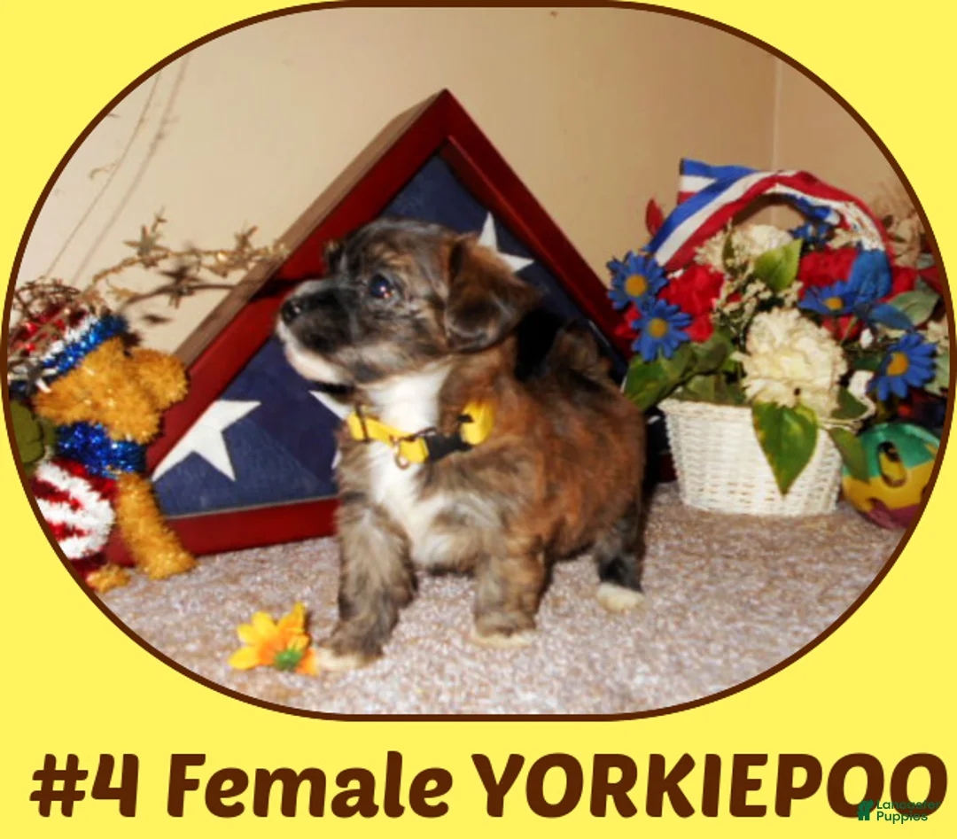 Yorkiepoo dogs for sale: Yorkiepoo 2 - Ad 1
