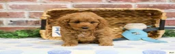 Cavapoo dogs for sale: Carson - Ad 10