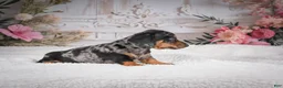 Miniature Dachshund dogs for sale: AKC-Marco - Ad 8