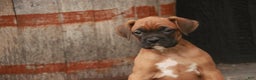 Boxer dogs for sale: Hazel - Ad 5