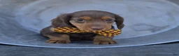 Miniature Dachshund dogs for sale: Billy - Ad 2