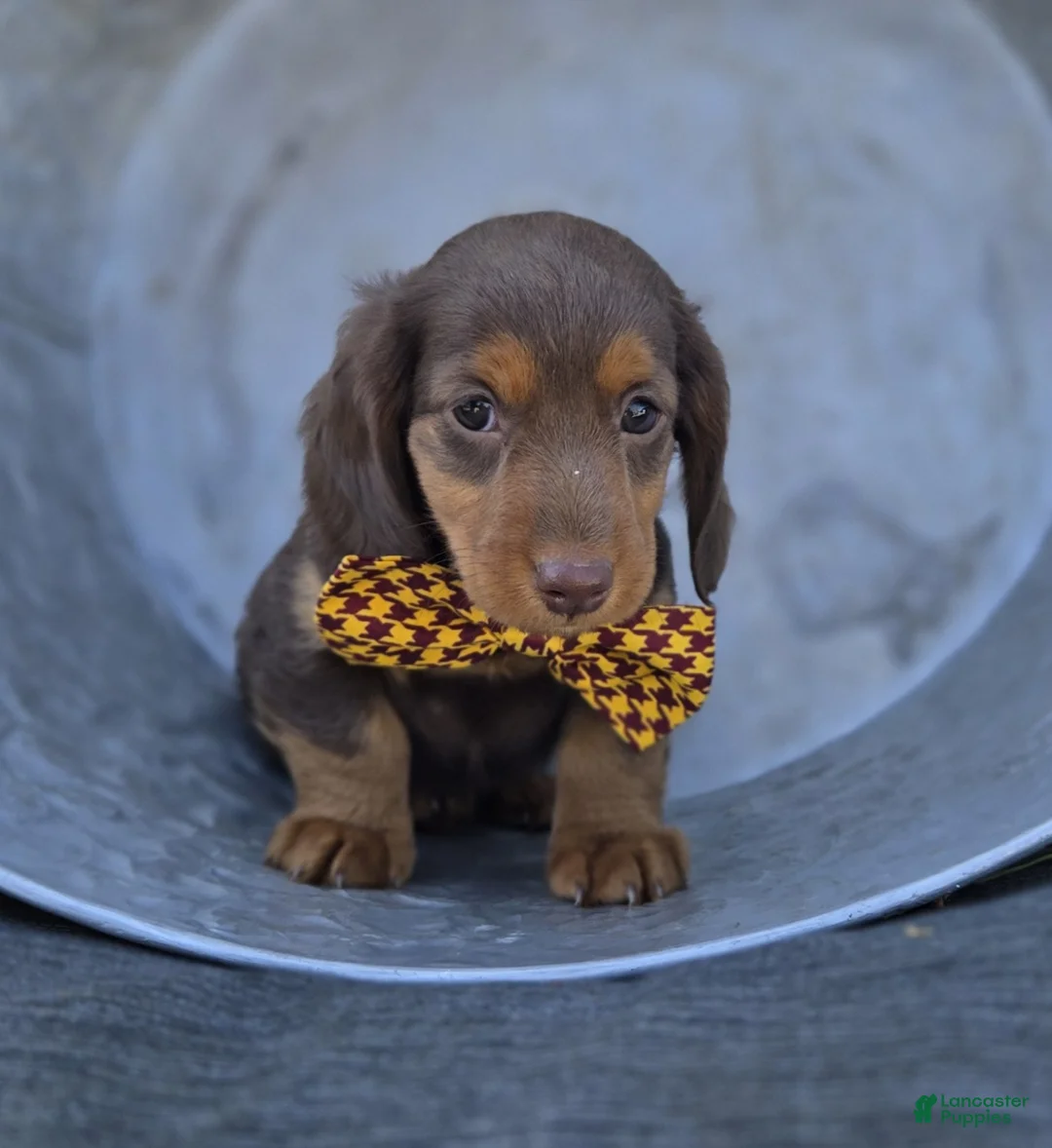 Miniature Dachshund dogs for sale: Billy - Ad 2
