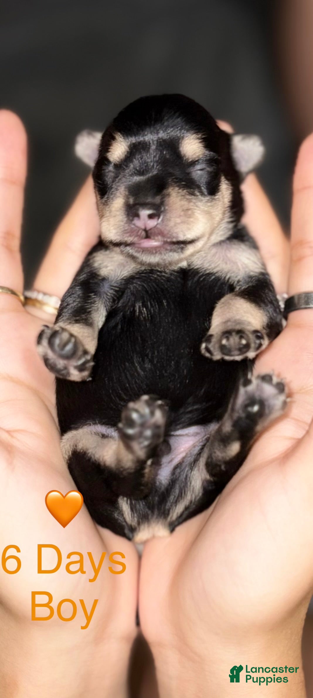 Miniature Schnauzer dogs Miniature Schnauzer 1 - Ad 2