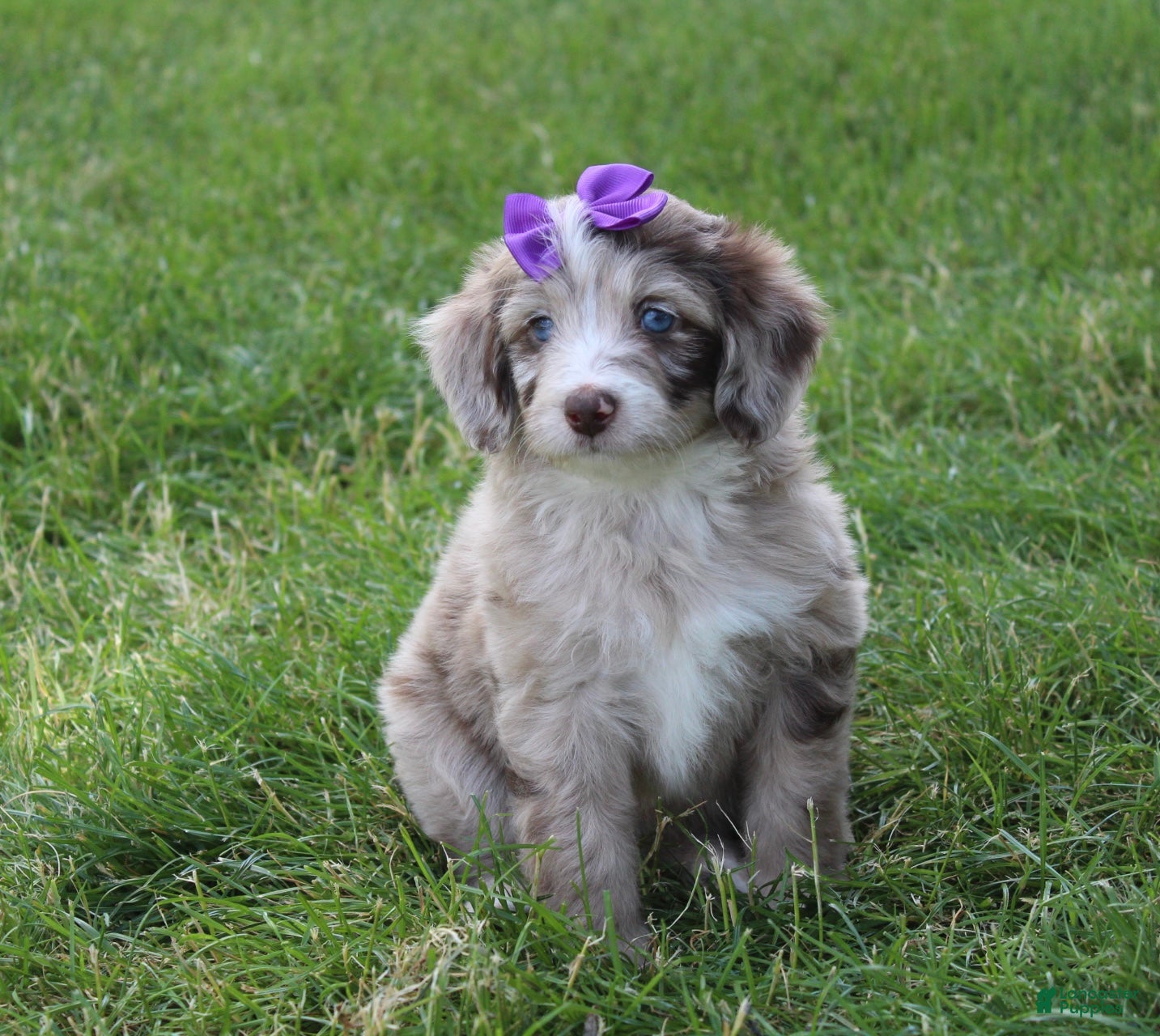 Mini Aussiedoodle dogs for sale: Jasmine 🎀 - Ad 2