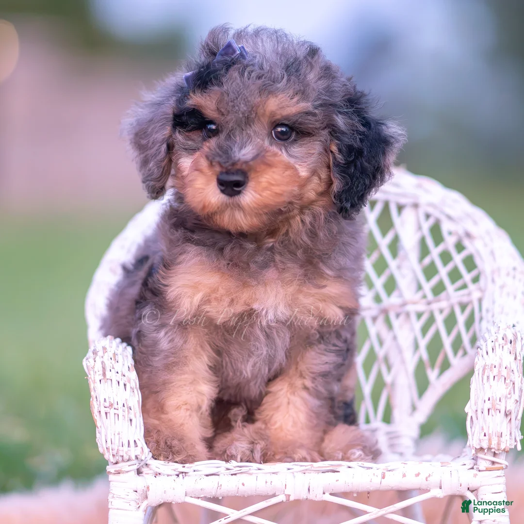 Toy Poodle dogs for sale: Snoopy AKC - Ad 2